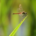 Sympetrum depressiusculum -Oves 30