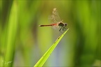 Sympetrum depressiusculum -Oves 30