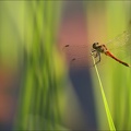Sympetrum depressiusculum -Oves 08