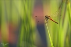 Sympetrum depressiusculum -Oves 08