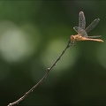 Sympetrum meridionale- albert 08