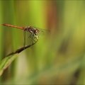 Sympetrum striolatum ♂ -Oves 03