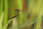 Sympetrum striolatum ♂ -Oves 03