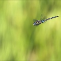Aeshnea mixta vol (Oves) 01