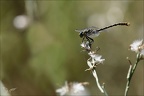 Onychogomphus forcipatus 01