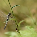 Orthetrum albistylum i(Bossieu) 05