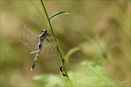 Orthetrum albistylum i(Bossieu) 05