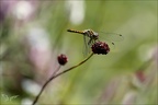 Sympetrum danae-Charpal 06