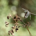 Onychogomphus forcipatus 03
