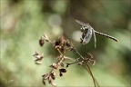 Onychogomphus forcipatus 03