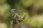 Sympetrum danae-Charpal 15