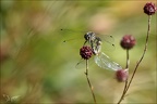 Sympetrum danae-Charpal 09