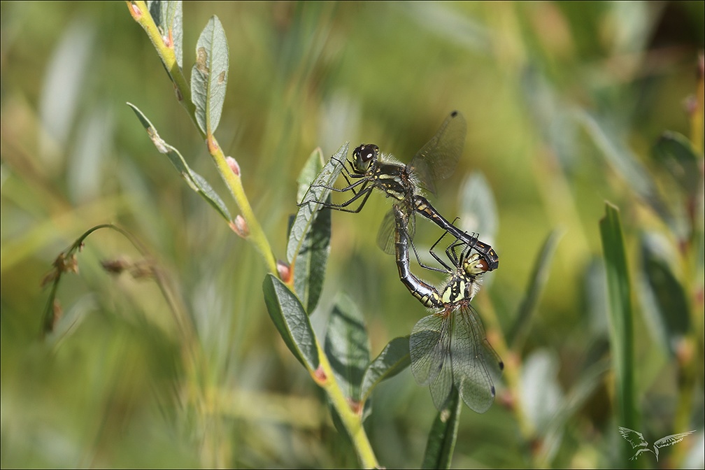 Sympetrum danae-Charpal 12