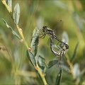 Sympetrum danae-Charpal 12