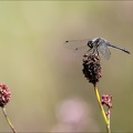 Sympetrum danae-Charpal 41