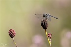 Sympetrum danae-Charpal 41