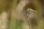 Sympetrum danae-Charpal 48