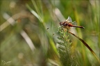 Sympetrum flaveolum-Charpal 06