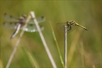 Sympetrum danae-Charpal 45