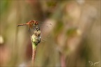 Sympetrum flaveolum-Charpal 02