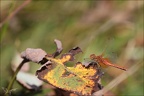 Sympetrum flaveolum-Charpal 05