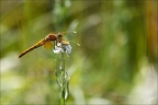 Sympetrum flaveolum-Charpal 15