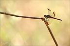 Sympetrum pedemontanum- -Ucel 04