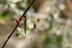 Sympetrum pedemontanum- -Ucel 13