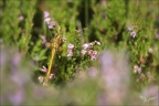 Sympetrum flaveolum-Charpal 21