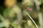 Sympetrum Sanguineum Herretrang 01