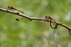 Sympetrum striolatum(Bossieu) 21