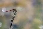 Sympetrum striolatum(Bossieu) 14