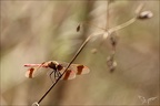 Sympetrum pedemontanum- -Ucel 19