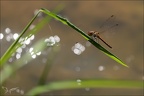 Sympetrum striolatum(Bossieu) 02