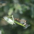 Sympetrum striolatum-Herret 05