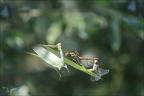 Sympetrum striolatum-Herret 05