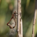 Sympetrum vulgatum c.cop-Herret 04
