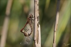 Sympetrum vulgatum c.cop-Herret 04