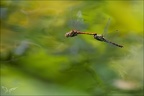 Sympetrum striolatum-Herret 04