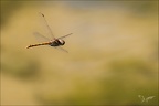 Sympetrum striolatum(Bossieu) 25