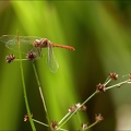 Sympetrum vulgatum- (Oves) 01
