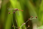 Sympetrum vulgatum- (Oves) 01