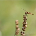Sympetrum vulgatum- lac Genin01