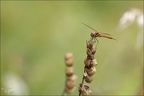 Sympetrum vulgatum- lac Genin01