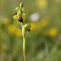 Ophrys sulcata 06