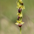 Ophrys sulcata 08