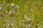 Aeshnea junca--Guichard 15