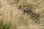 Aeshnea junca--Guichard 11