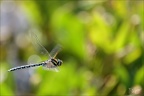 Aeshnea junca--Guichard 06