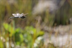 Aeshnea junca--Guichard 18